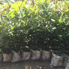 Rosymity Non - Woven Gardening Bag，100PCs Seedlings Increase Bag Nursery Potted Flower Bag Garden Non - Woven Planting Bag Garden Pots Planting